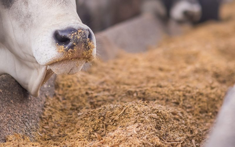 Pesquisa aponta ‘desperdício’ e sugere parar de produzir grãos para ração. Quais seriam as consequências?