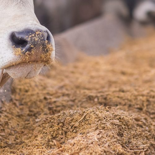 Pesquisa aponta ‘desperdício’ e sugere parar de produzir grãos para ração. Quais seriam as consequências?