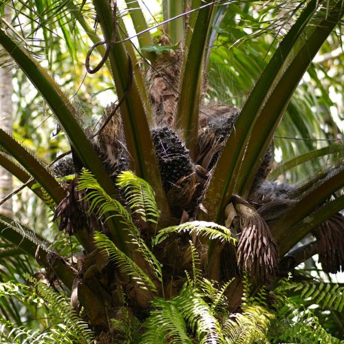 Agrofloresta ampliará áreas de dendê no Pará