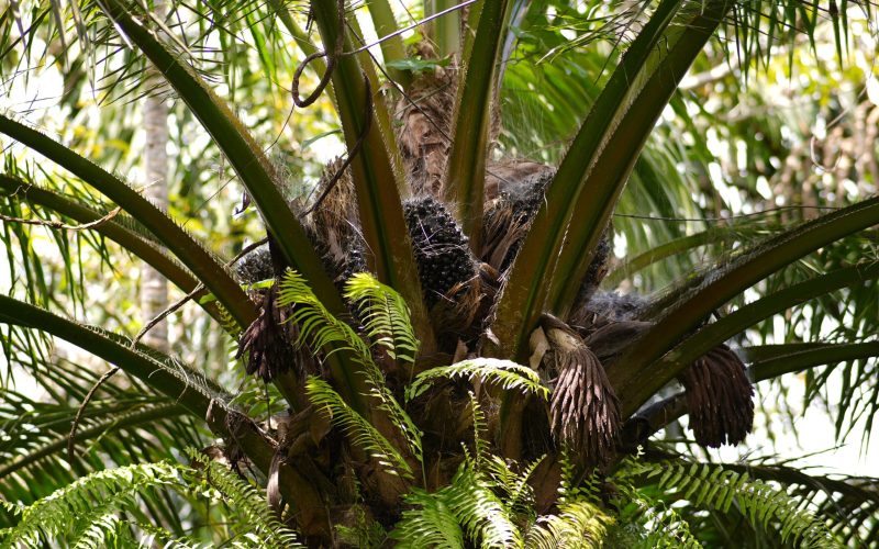 Agrofloresta ampliará áreas de dendê no Pará