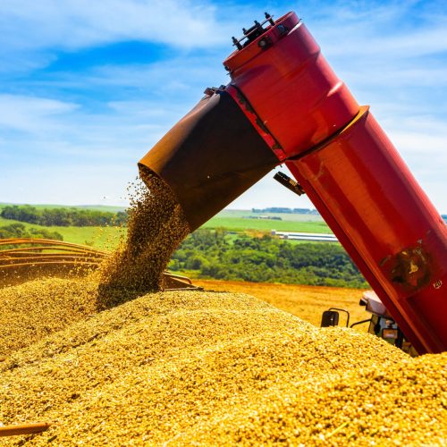 Ministério avalia que soja brasileira seguirá competitiva no mercado global