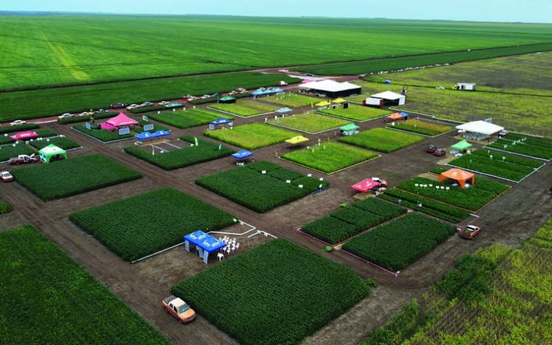 BrasilAgro lucra menos e avalia vender ativos