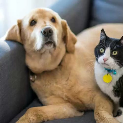 Mais de 620 mil animais já possuem RG digital no SinPatinhas