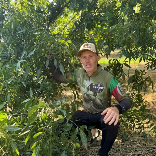 Clima ajuda e Brasil deve bater recorde na produção de noz-pecã em 2026