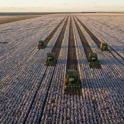 Dia Mundial do Algodão: Brasil é referência em exportações e produção sustentável