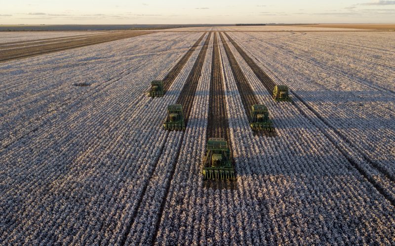 Dia Mundial do Algodão: Brasil é referência em exportações e produção sustentável