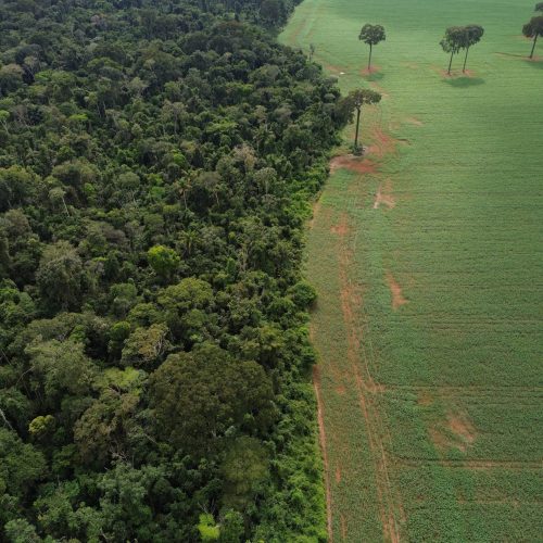 Moratória da Soja tira renda e competitividade do agricultor, aponta relatório