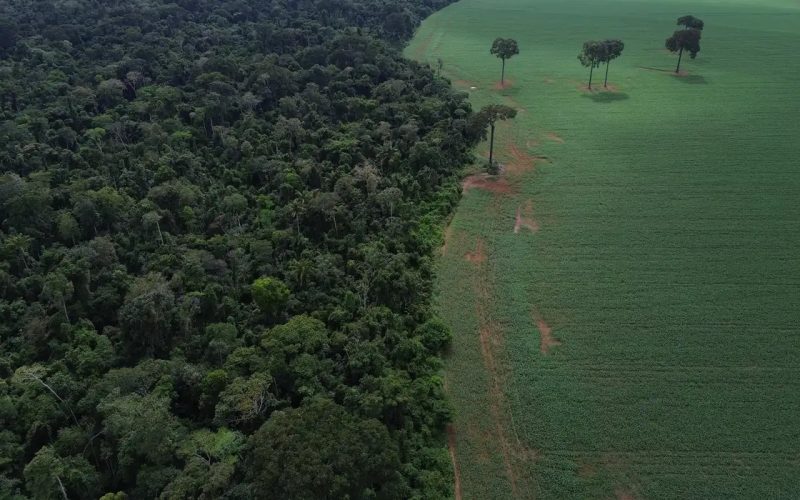 Desmatamento legal vai continuar existindo dentro do Plano Clima, diz secretário ministerial
