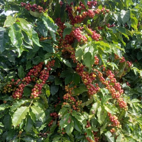 Caminho de retomada do café brasileiro nos Estados Unidos; ouça o comentário