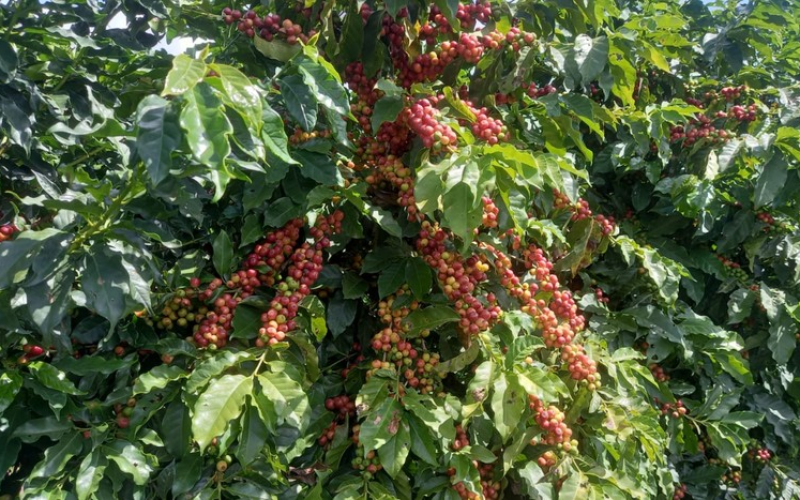 Caminho de retomada do café brasileiro nos Estados Unidos; ouça o comentário