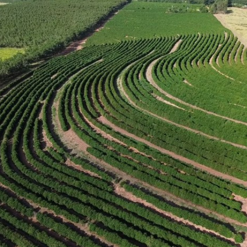 Café arábica da Nova Alta Paulista
recebe selo de indicação geográfica