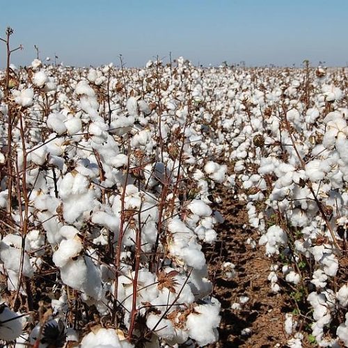 Preços do algodão encontram suporte com menor liquidez no mercado