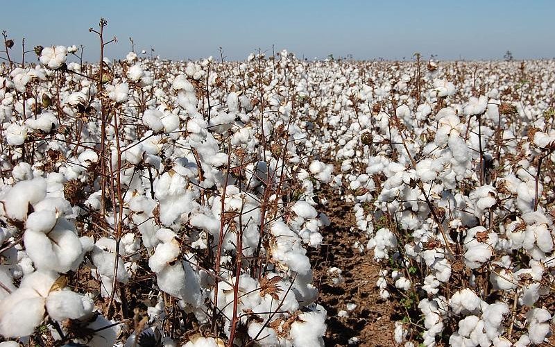 Preços do algodão encontram suporte com menor liquidez no mercado