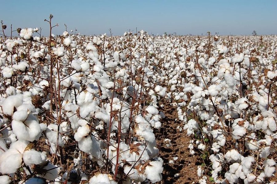 Preços do algodão encontram suporte com menor liquidez no mercado