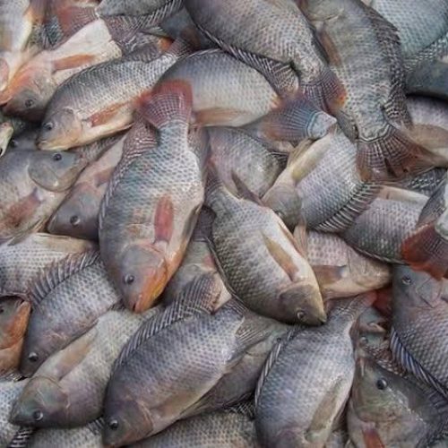 Exportações de tilápia disparam e Brasil dobra vendas de peixes de cultivo