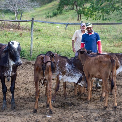 Pequeno produtor de leite de Minas Gerais obtém 100% de prenhez com fertilização in vitro