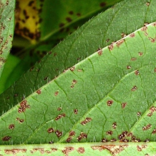 Registros de ferrugem asiática na safra 2025/26 já superam ciclo anterior