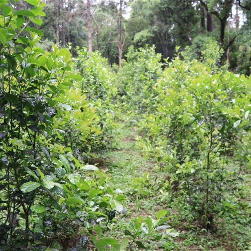 Erva-mate fatura mais de R$ 1 bi e pode ter novo ciclo de crescimento no Paraná