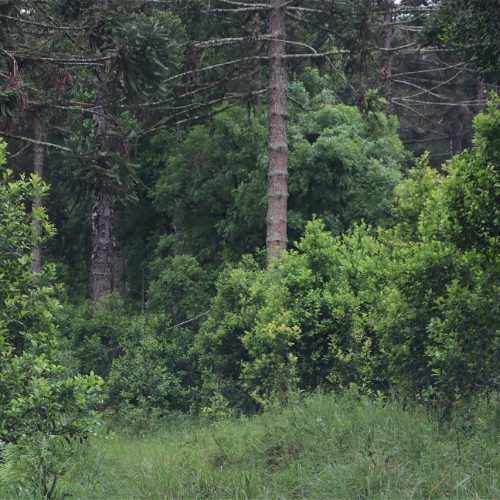 Cultivo sombreado é opção de manejo sustentável da erva-mate