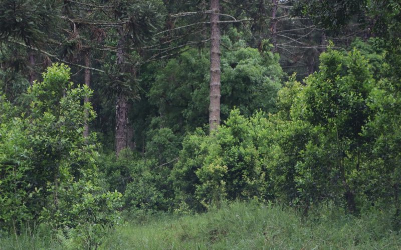 Cultivo sombreado é opção de manejo sustentável da erva-mate