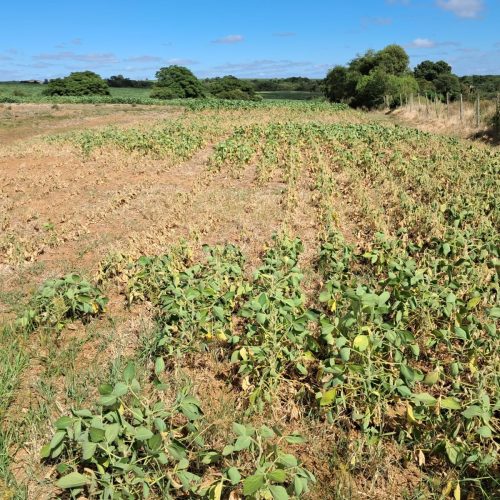 Ministério lista municípios aptos a renegociação de dívidas rurais