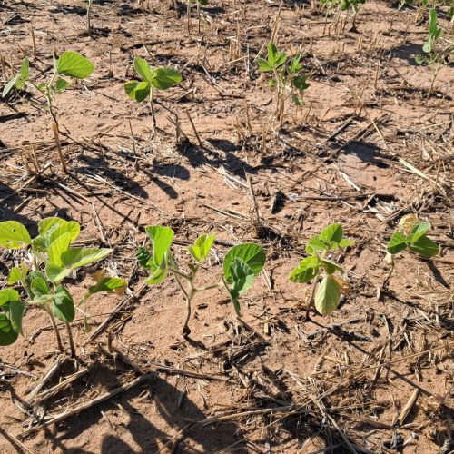 BNDES confirma abertura de protocolo nesta quinta-feira para linha destinada à renegociação