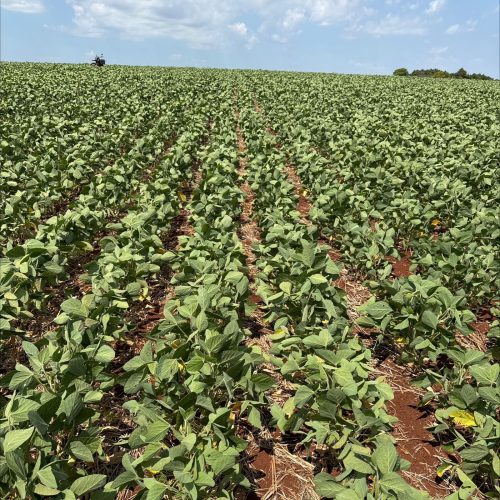 Governo vai autorizar prorrogação de dívidas de produtor do RS