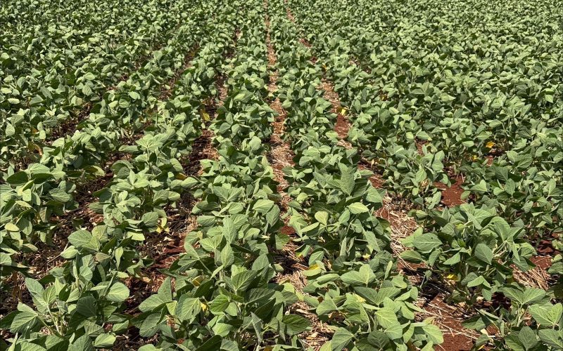 Governo vai autorizar prorrogação de dívidas de produtor do RS