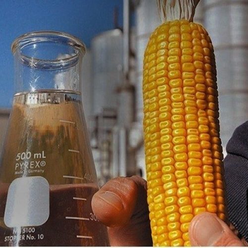 Expansão na oferta de etanol de milho pode afetar mercado global de açúcar