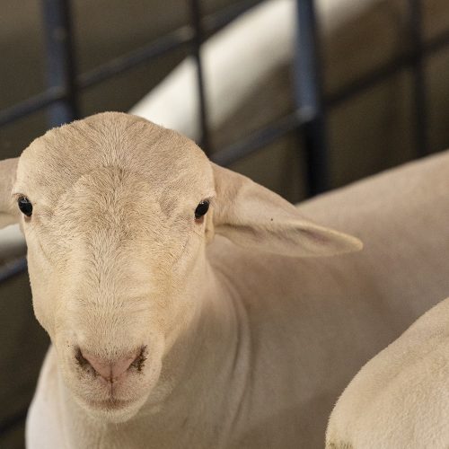 Brasil abre mercado da Argélia para exportação de ovinos vivos