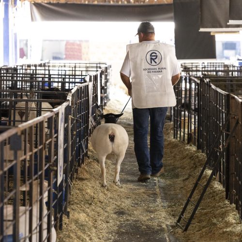 Sobe para 612 morte de animais em investigação após uso de vacina