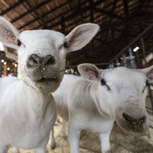 Grupo VPJ entra no mercado halal com carne de cordeiro