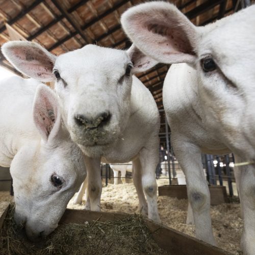 Governo investiga 308 mortes de animais que podem ter relação com vacina recolhida