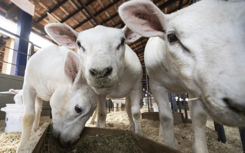 Governo investiga 308 mortes de animais que podem ter relação com vacina recolhida