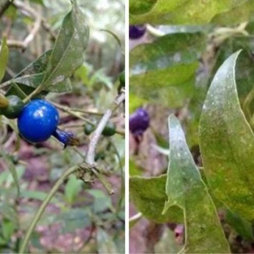 GR Responde: que fruta é essa?