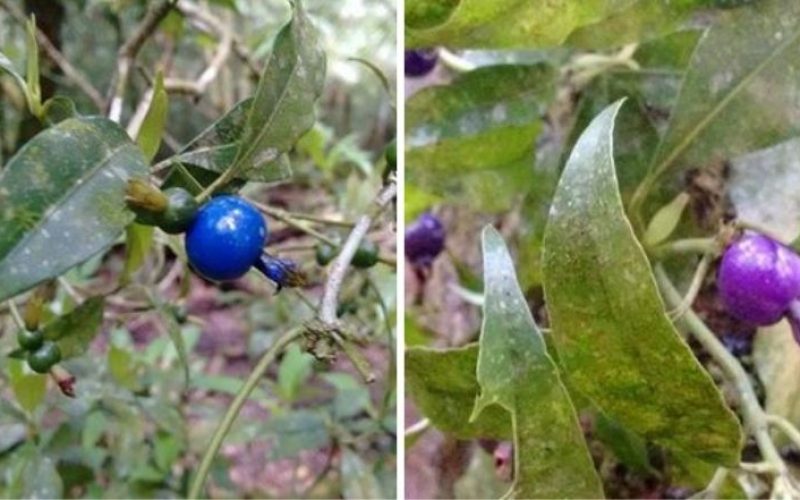 GR Responde: que fruta é essa?