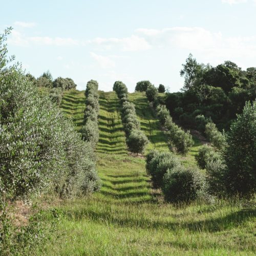 Azeite gaúcho ganha prêmio e se torna o melhor do Hemisfério Sul; conheça
