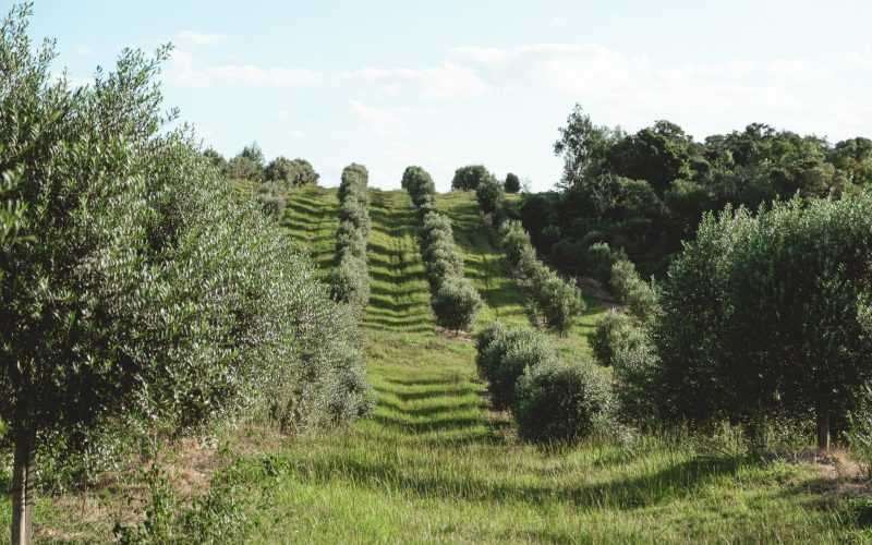 Azeite gaúcho ganha prêmio e se torna o melhor do Hemisfério Sul; conheça