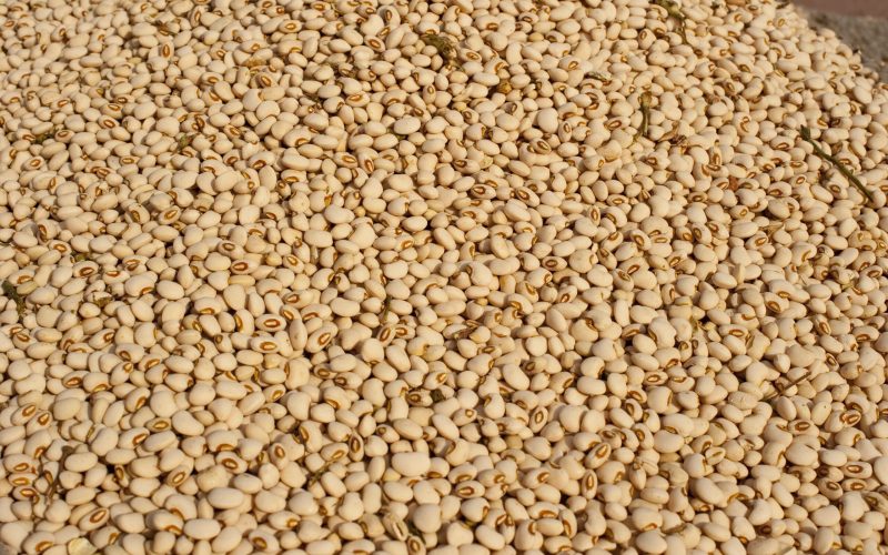 Preços do feijão-carioca recuam na maioria das regiões produtoras com o avanço da colheita
