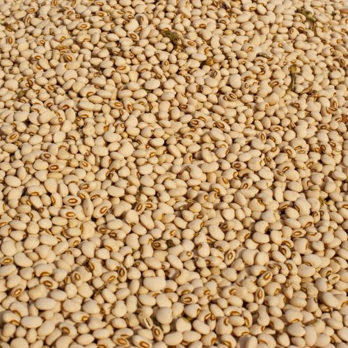 Preços do feijão registram movimentos distintos entre as regiões