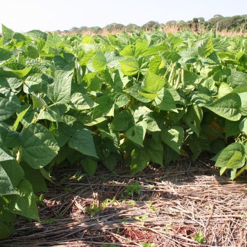 Qual a data ideal para plantar feijão em Goiás? Estudo da Embrapa revela