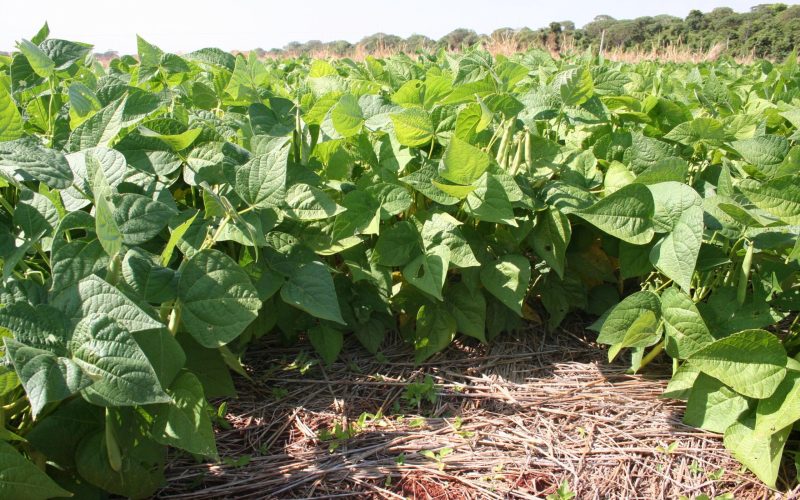 Qual a data ideal para plantar feijão em Goiás? Estudo da Embrapa revela
