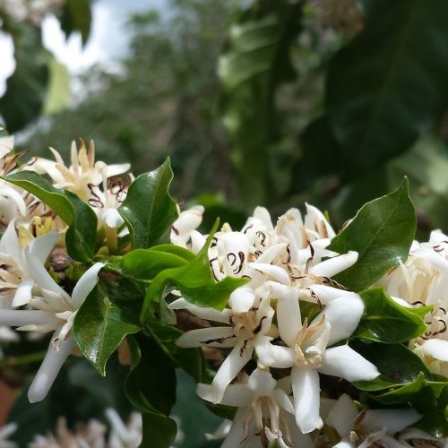 Lavouras de café têm boa floração, mas calor e falta de chuvas preocupam produtores