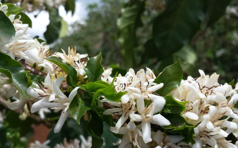 Lavouras de café têm boa floração, mas calor e falta de chuvas preocupam produtores