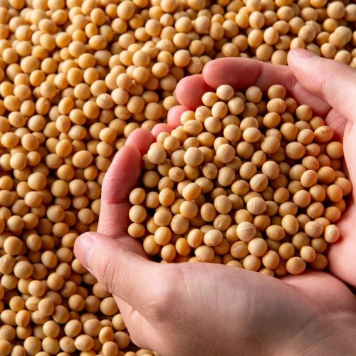 Soja, milho e trigo operam em queda na bolsa de Chicago