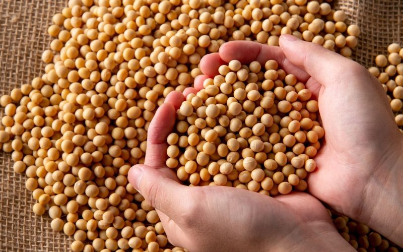 Evolução do plantio e colheita da soja no Brasil; ouça o comentário