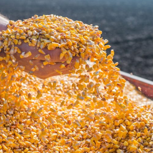 Preço do milho sobe com oferta reduzida nas regiões produtoras