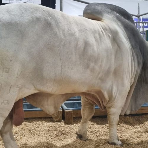 Mais de uma tonelada: como é a rotina do touro mais pesado do Brasil