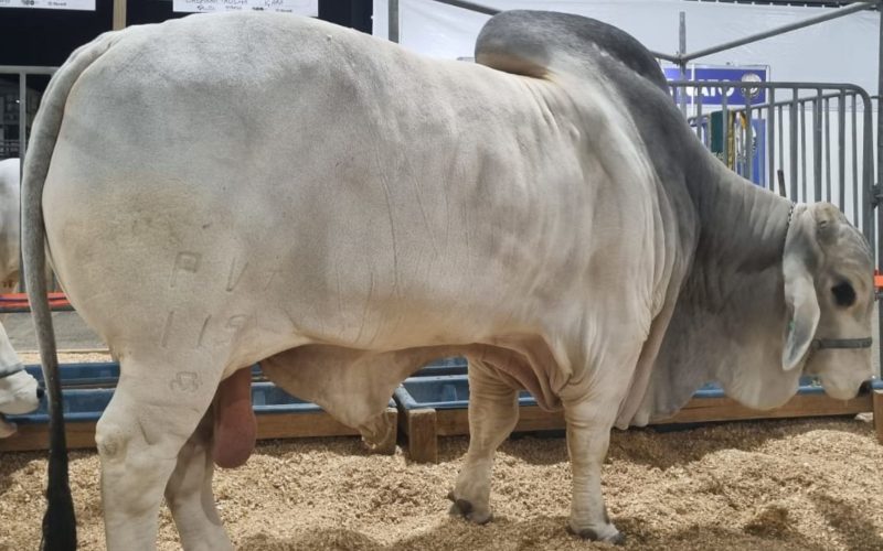 Mais de uma tonelada: como é a rotina do touro mais pesado do Brasil