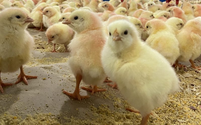 EUA devem vetar apenas material genético do RS devido à gripe aviária